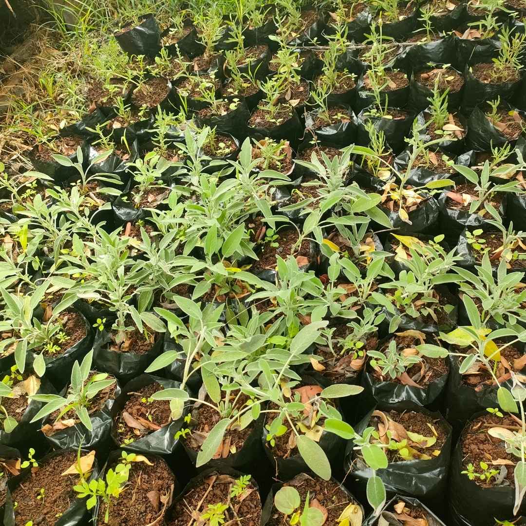 Seedling nursery at Ndaragwa