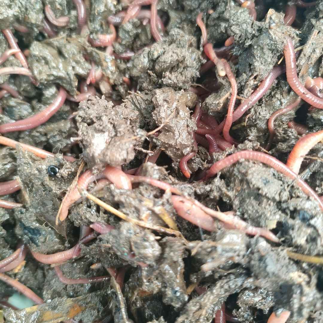 Vermicomposting worms at Ndaragwa